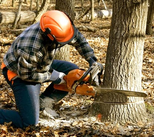 Tree Removal in Moore, SC